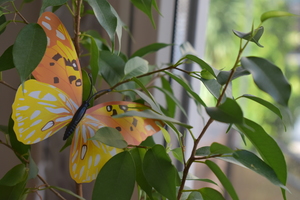 Image-preview_300x200