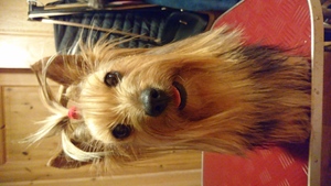 Image-preview_300x200