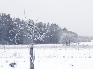 Image-preview_300x200