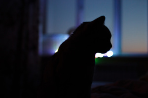 Image-preview_300x200