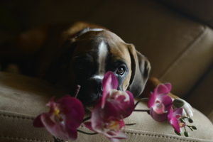 Image-preview_300x200