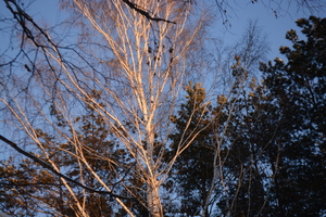 Image-preview_300x200