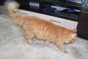 Image-preview_300x200