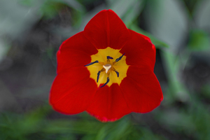 Image-preview_300x200