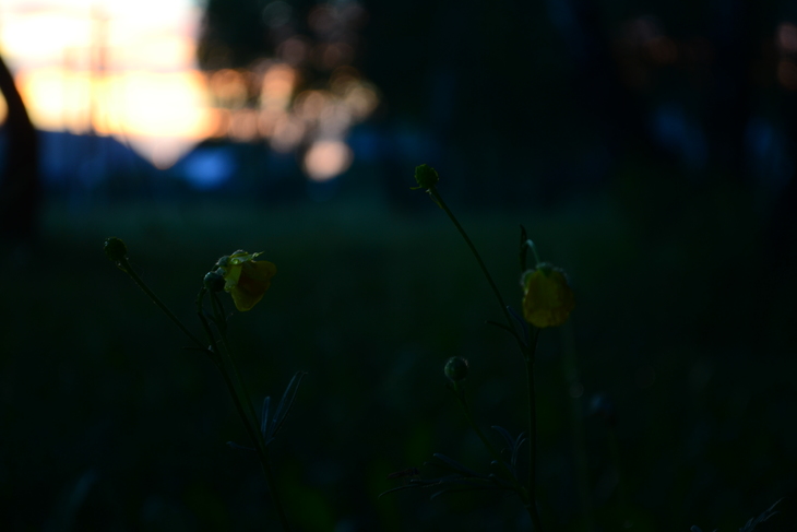 Image-normal