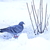 Image-square_50