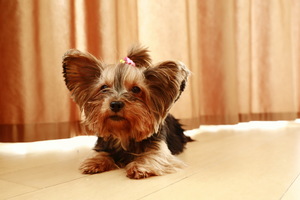 Image-preview_300x200
