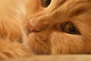 Image-preview_300x200