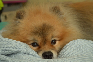 Image-preview_300x200