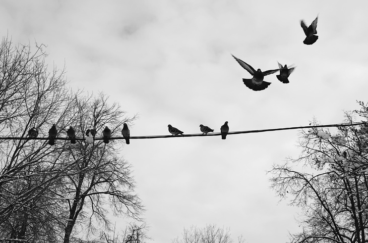 Image-normal