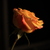 Image-square_50