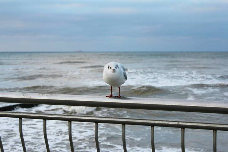 Image-normal