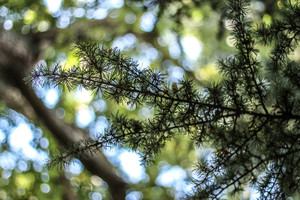 Image-preview_300x200