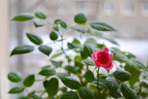 Image-preview_300x200