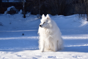Image-preview_300x200
