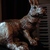 Image-square_50