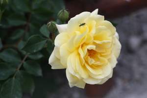 Image-preview_300x200
