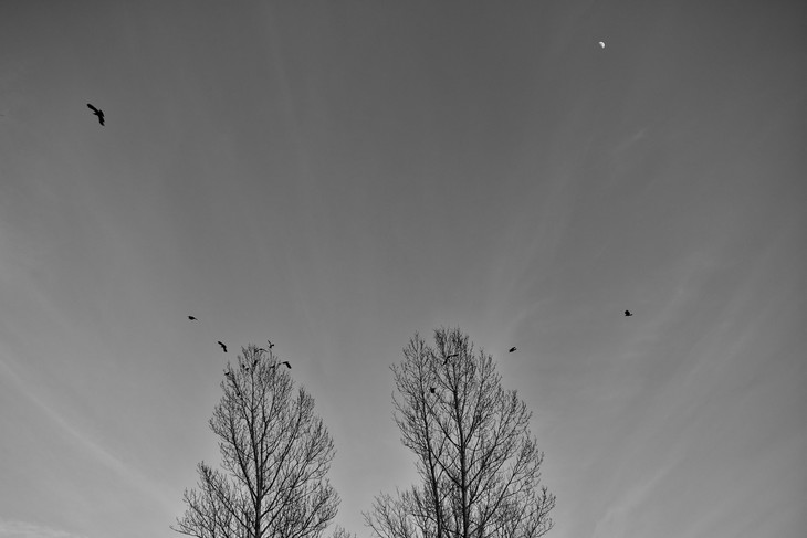 Image-normal