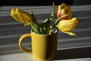 Image-preview_300x200