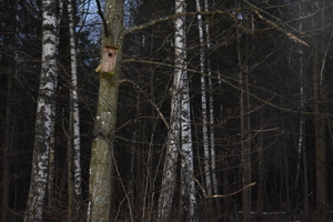 Image-preview_300x200