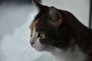 Image-preview_300x200