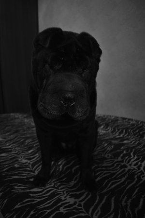 Image-preview_300x200