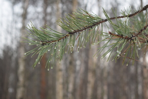 Image-preview_300x200