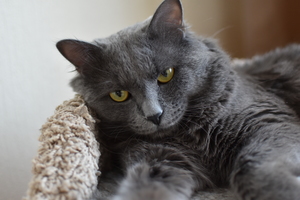 Image-preview_300x200