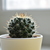 Image-square_50