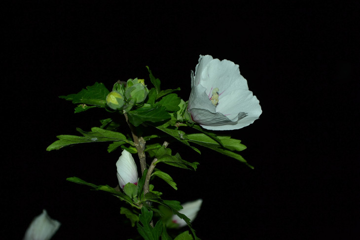Image-normal