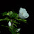 Image-square_50