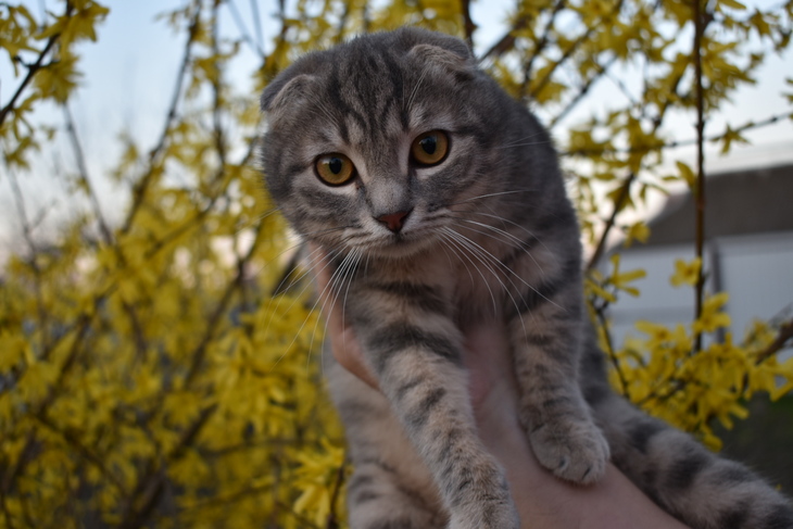 Image-normal