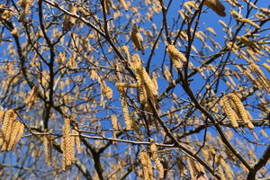 Image-preview_300x200