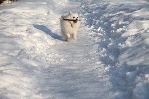 Image-preview_300x200