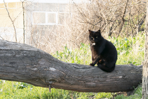 Image-preview_300x200