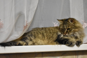 Image-preview_300x200