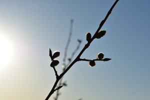 Image-preview_300x200