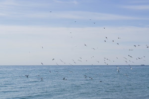Image-preview_300x200