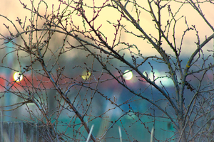 Image-preview_300x200