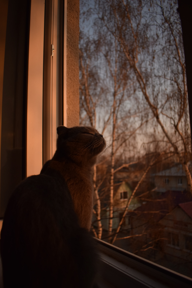 Image-normal