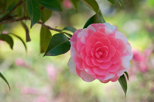 Image-preview_300x200
