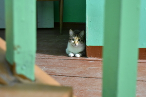 Image-preview_300x200