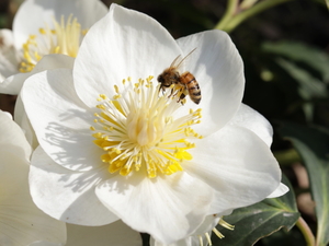 Image-preview_300x200