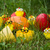 Image-square_50
