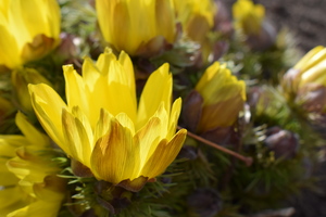 Image-preview_300x200