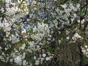 Image-preview_300x200