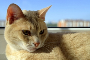 Image-preview_300x200