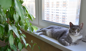 Image-preview_300x200