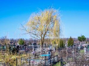 Image-preview_300x200