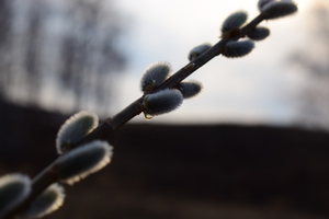 Image-preview_300x200